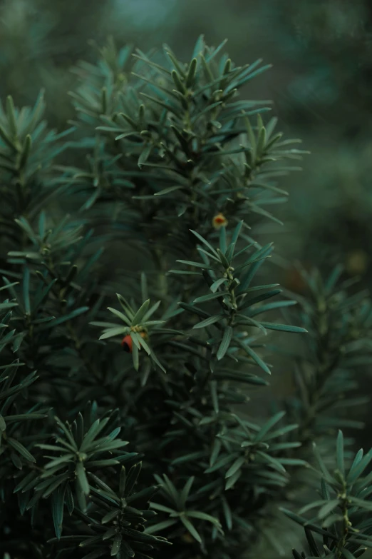 close up of some evergreen leaves in the forest