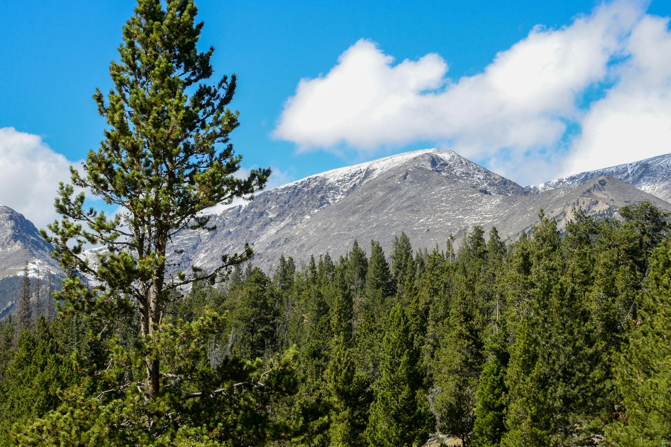 some trees and mountains near by