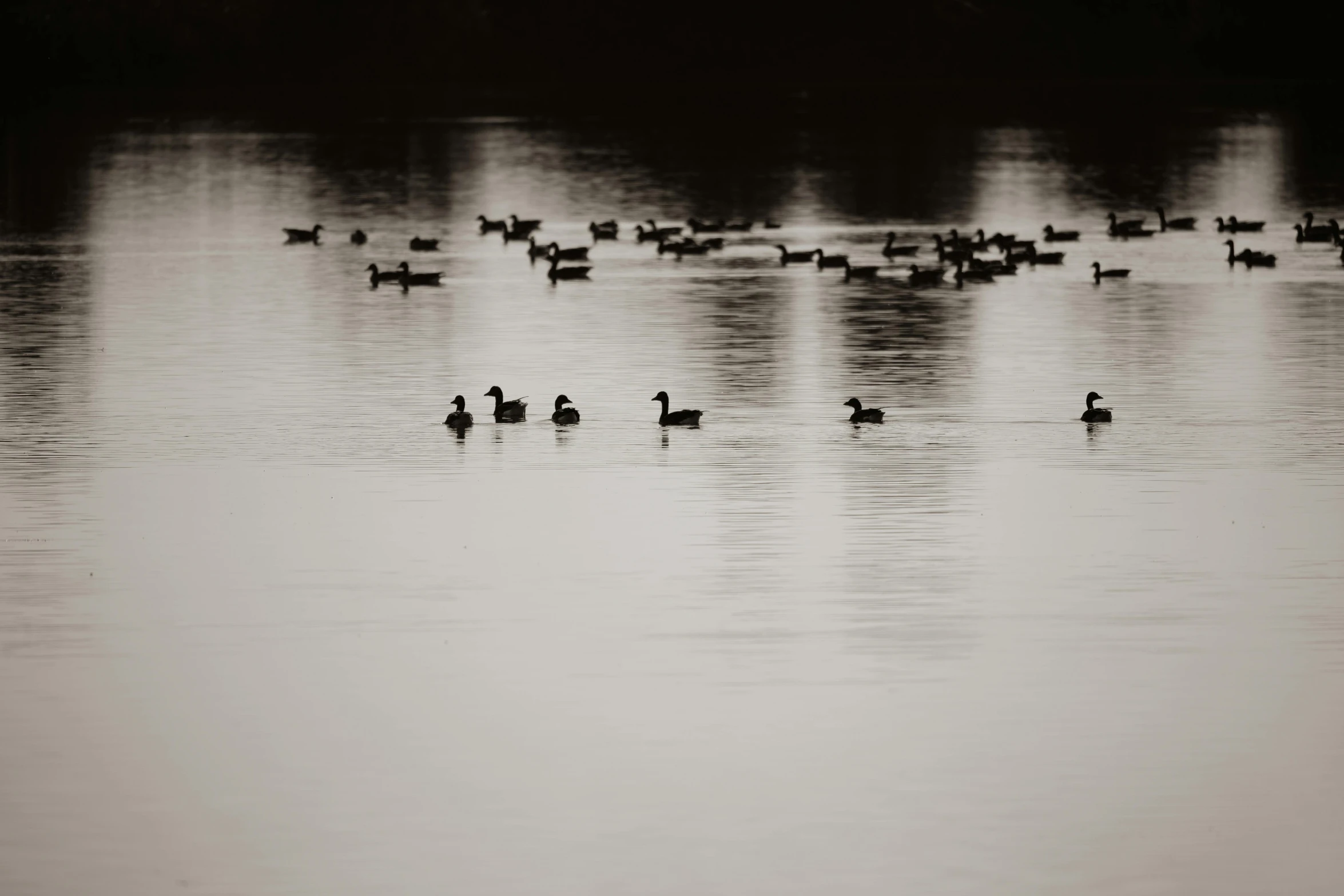 black and white pograph of ducks swimming in a pond