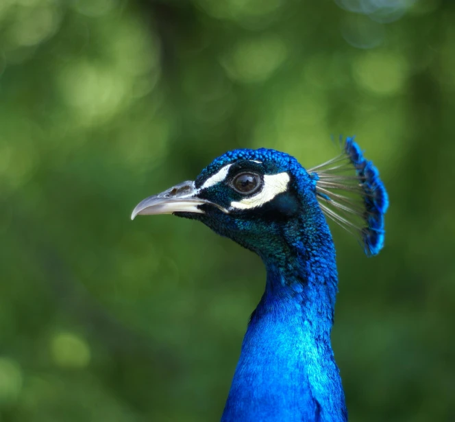 there is a very pretty blue bird with many feathers