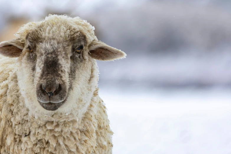 a sheep is standing in the snow looking at the camera