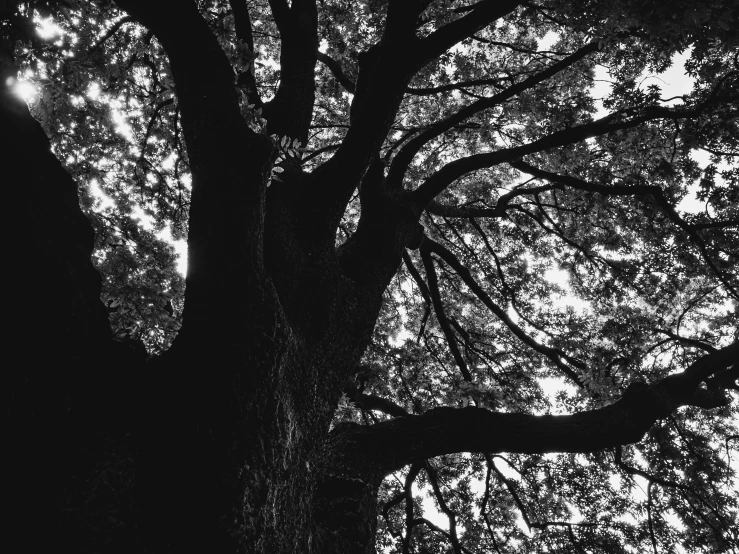 an image of black and white trees in the park