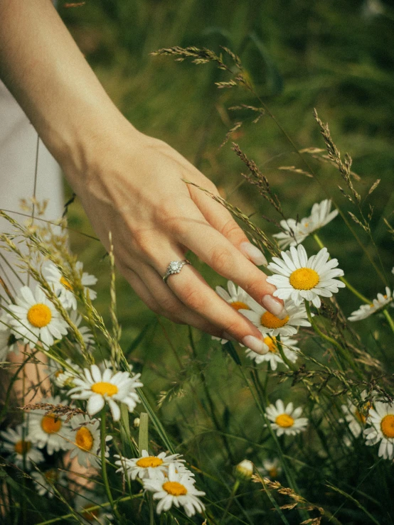 woman holding out her hand on some daisies