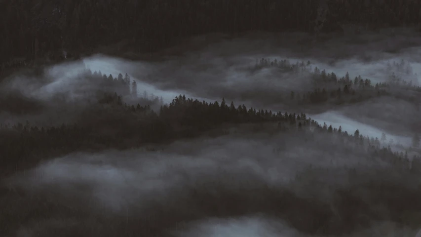 fog rolling through the trees in this image