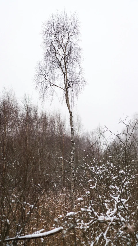 a lone birch tree sitting in the middle of winter