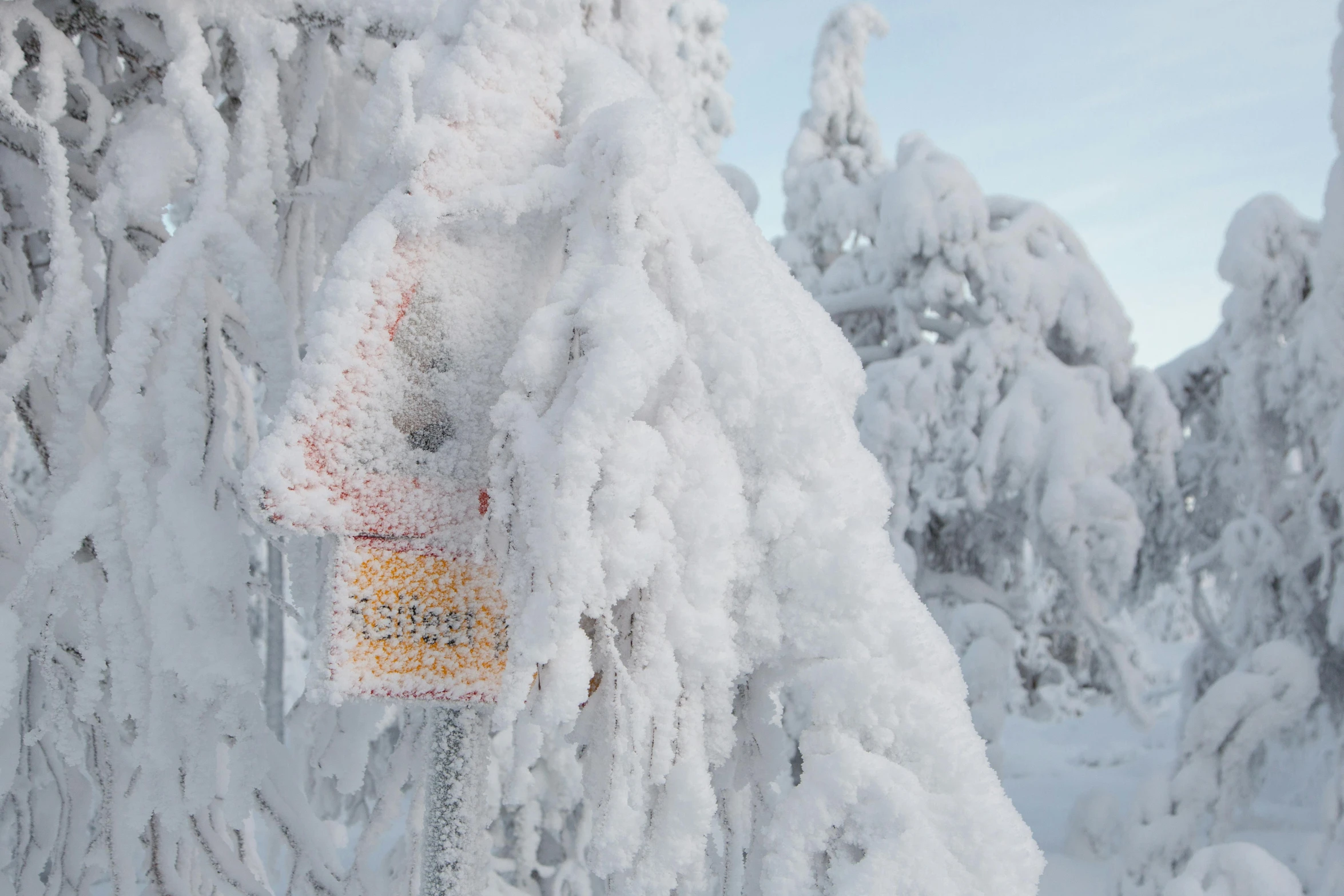 there are snow covered trees with a street sign