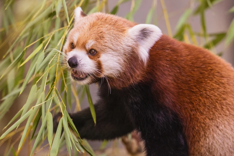 red panda eating bamboo on a tree nch