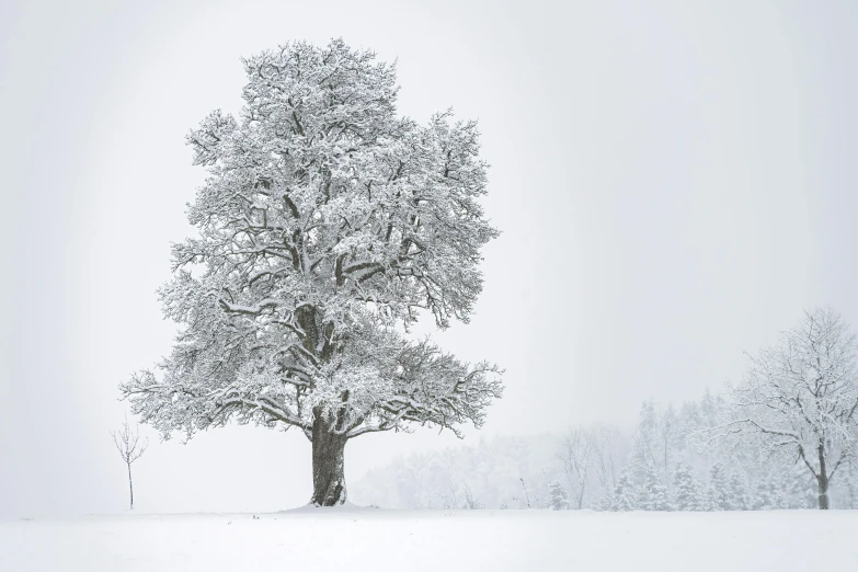 a lone tree on a snowy day with many nches covered in snow