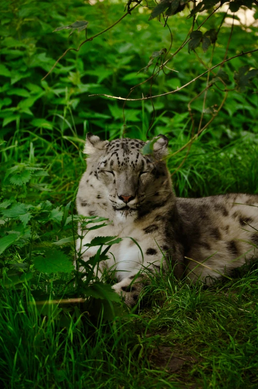 a snow leopard laying in the grass looking at the camera