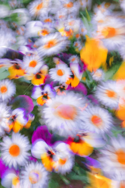 an abstract floral picture of white, purple and yellow flowers