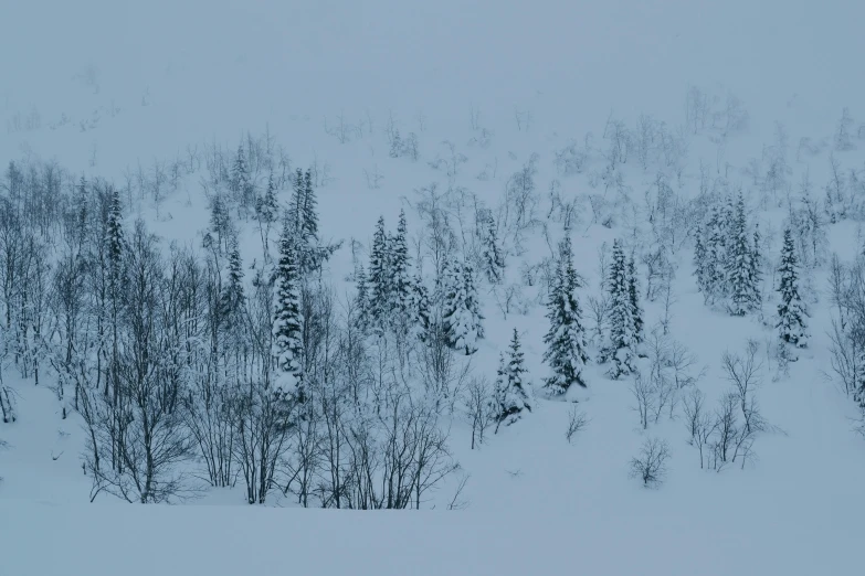 snow covered trees are shown with no leaves