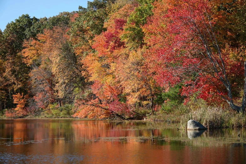 the forest in autumn is reflected in the calm water