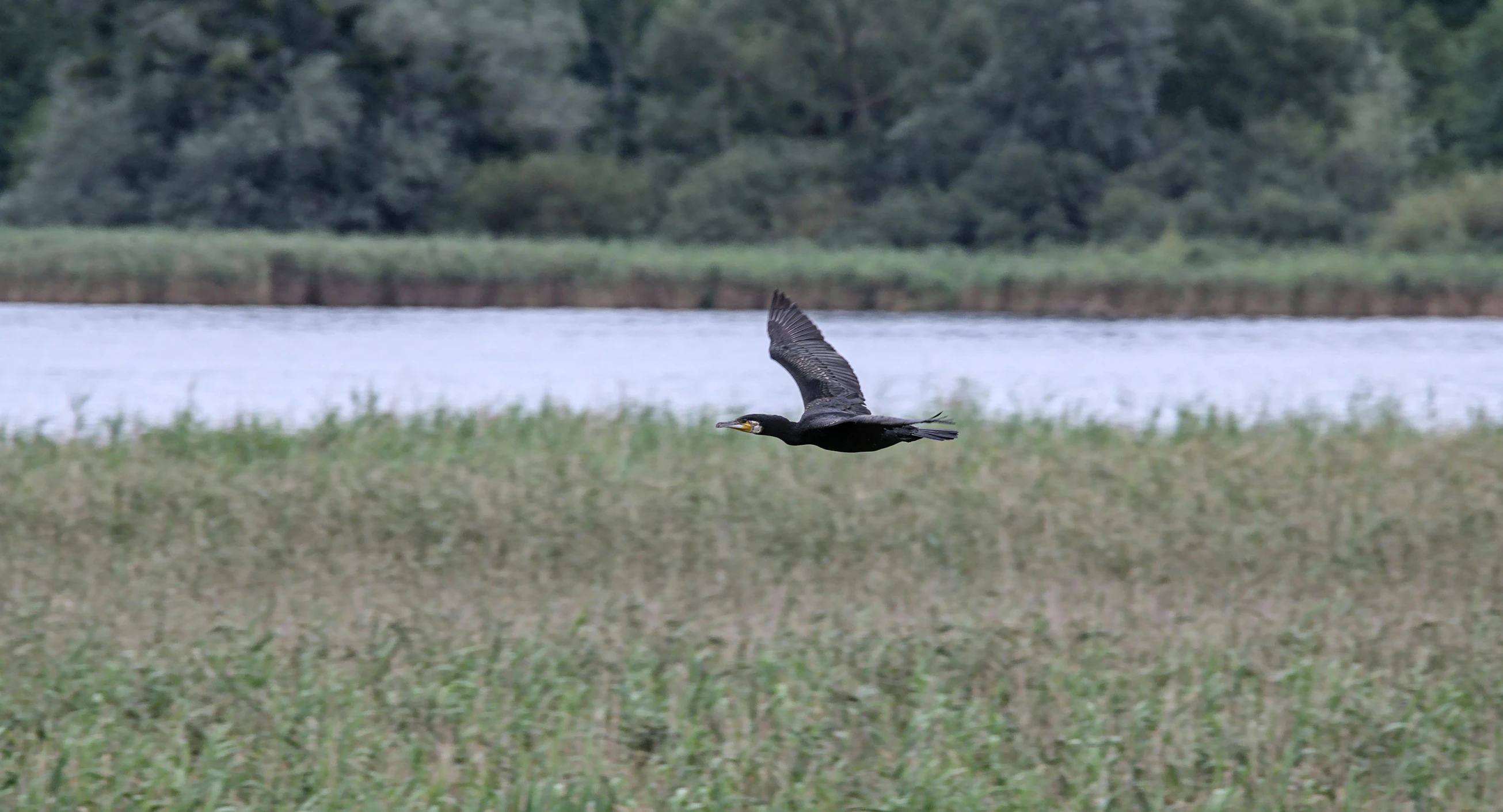 a large bird flying over a river in a grassy field