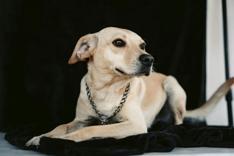 dog laying on floor wearing a metal chain