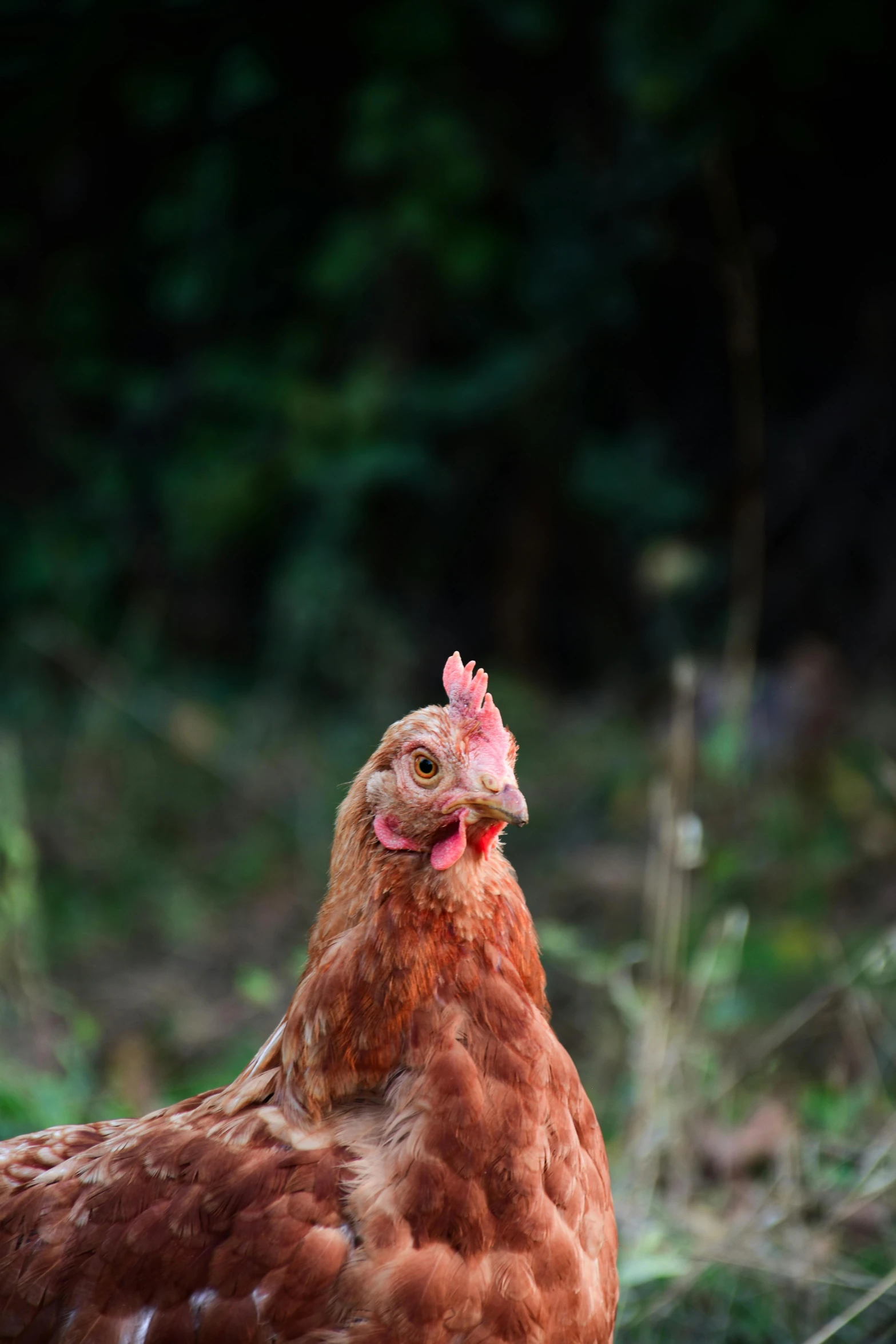 a rooster with a pink head standing on a hill