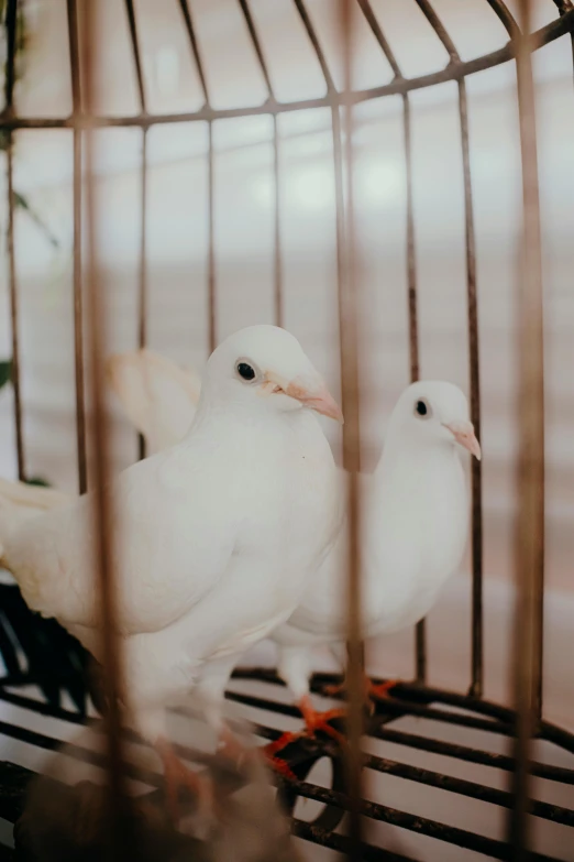two white doves sitting inside of a cage
