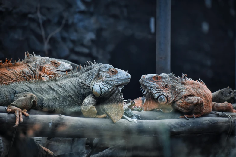 a group of three iguanas sitting on a nch