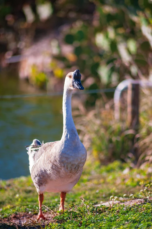 a large gray goose on the ground next to water