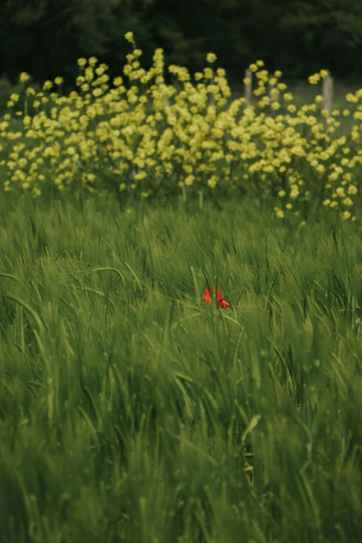 a red bird stands alone in the tall green grass