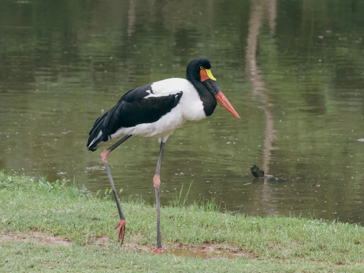 a black and white bird is looking at the grass