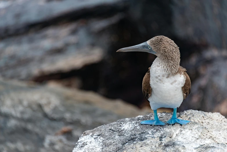 a little brown and white bird with long legs on a rock