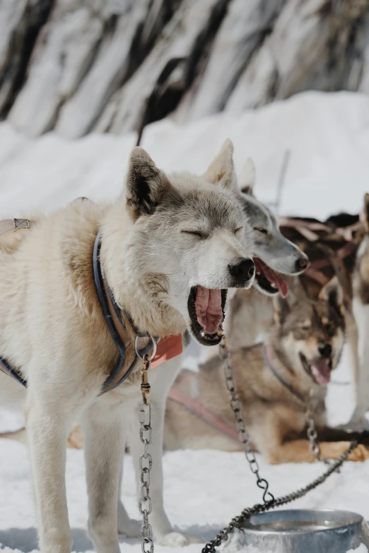 two dogs standing next to each other in the snow