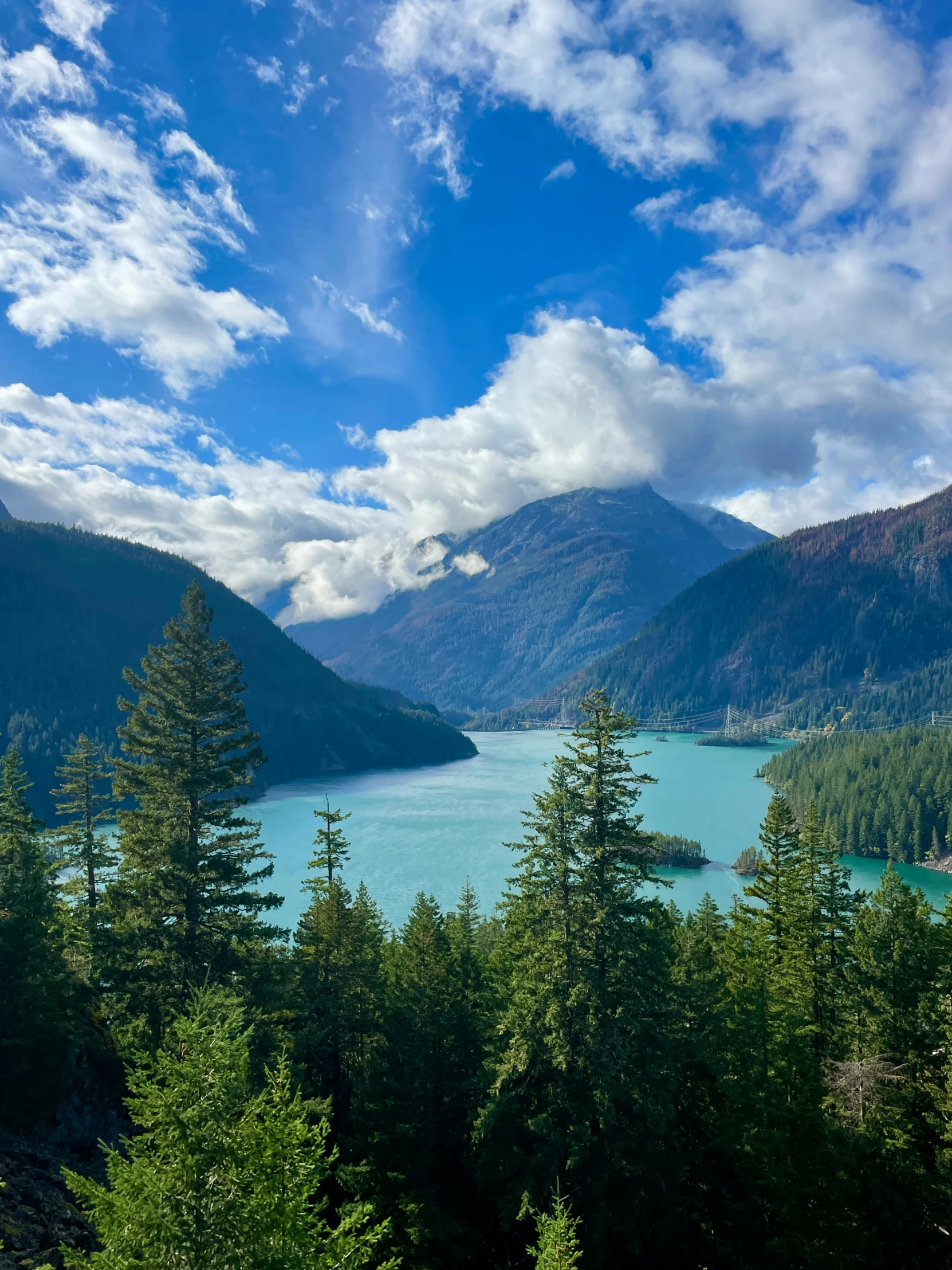 a forest with blue skies and white clouds