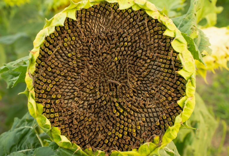 the center of a sunflower is covered with leaves