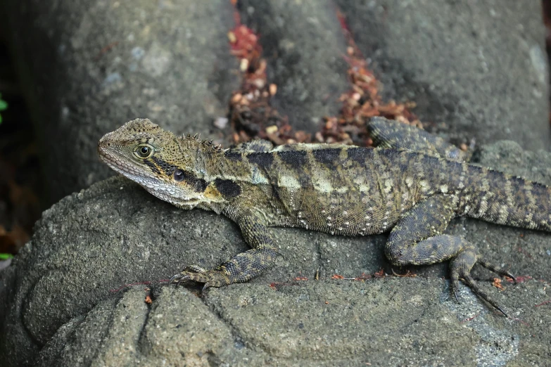 a lizard is sitting on a rock in a wooded area