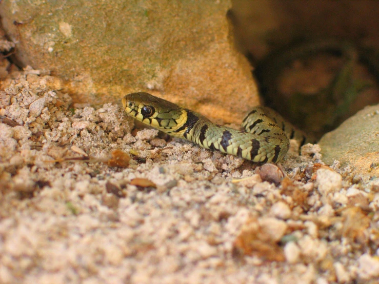 a striped fish sitting on top of a rocky floor