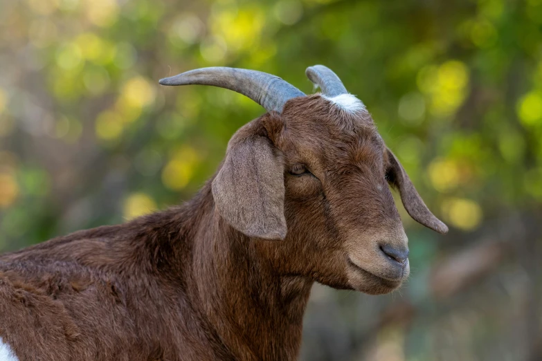 an brown goat with long horns and large ears
