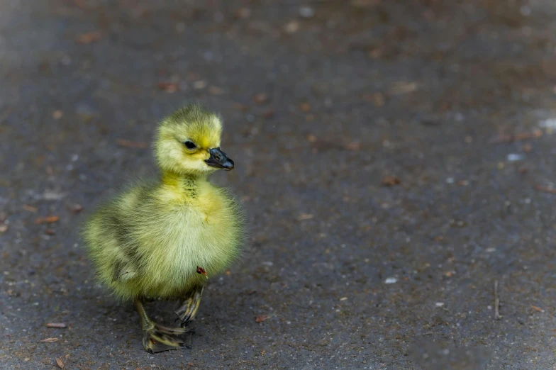 a yellow bird standing on the concrete in front of a building