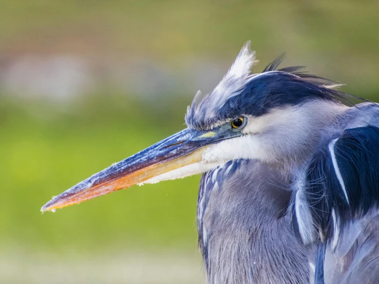 a very cute bird with soing around its neck