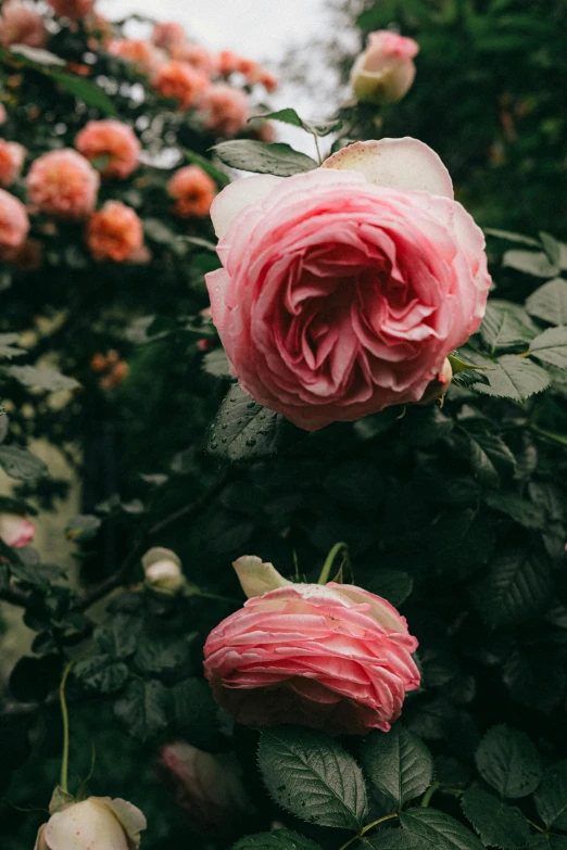 a closeup s of an open pink rose