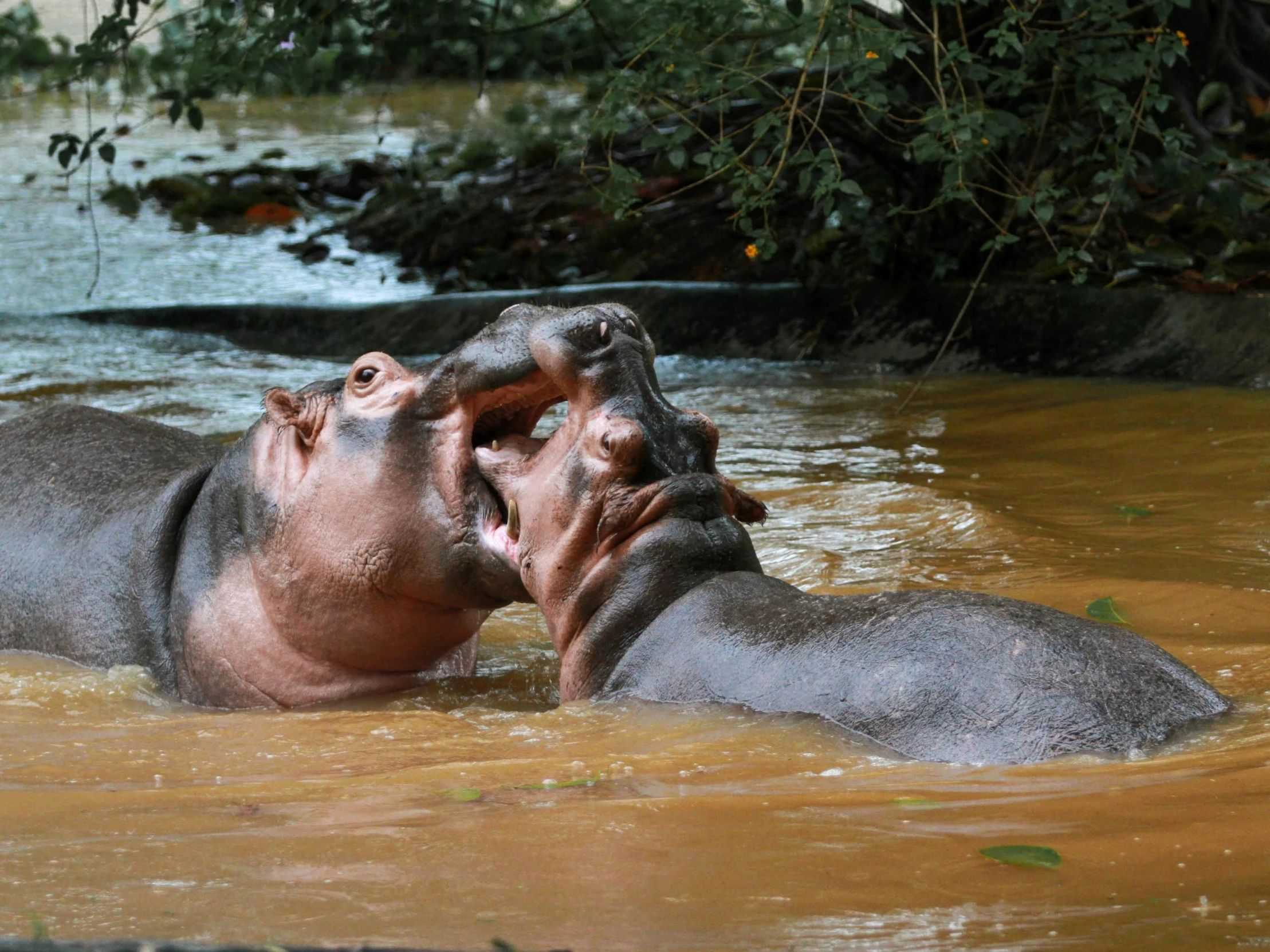 there are two hippos in a body of water