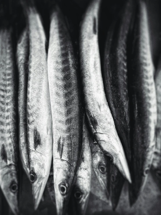 seven fish are sitting side by side on a table