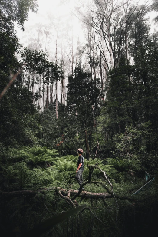 a man on a log in a forest