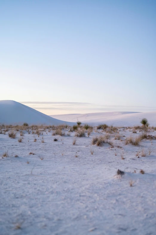 small desert area with animals in it and vegetation around