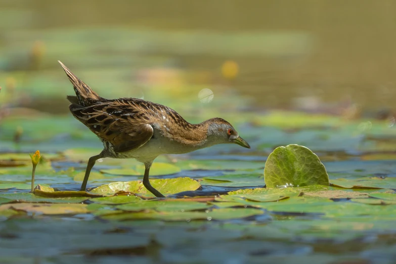 a small brown bird walking through water with a leaf