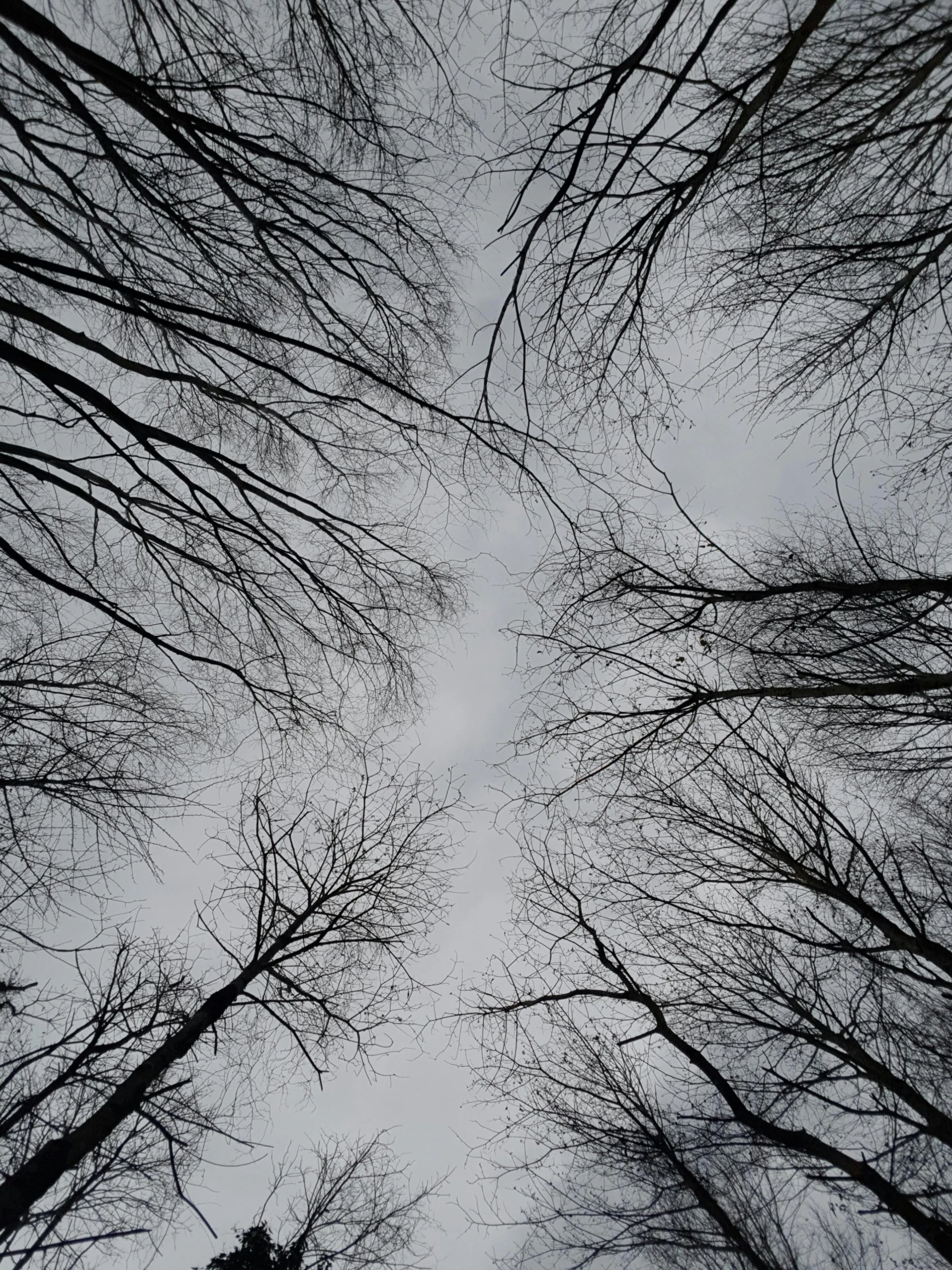 a sky view through looking up at trees