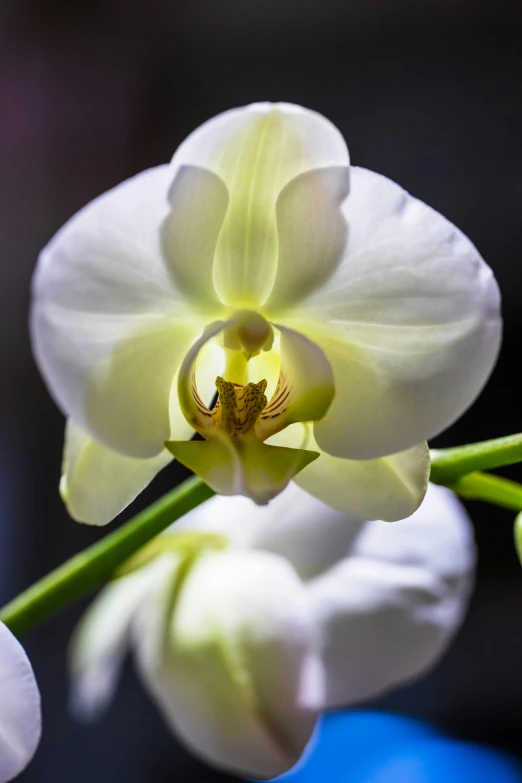 close up of white flower bud in the center of the picture