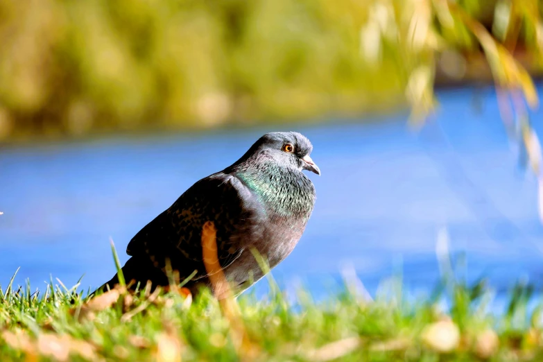 a bird sitting in the grass next to a river