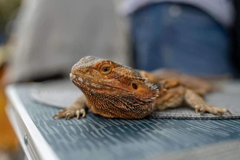 an orange and brown lizard is on top of a table