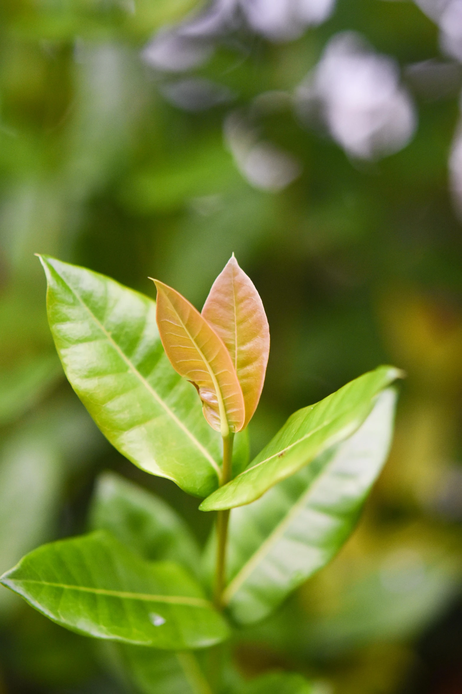 green leafy foliage in the daytime with red tip