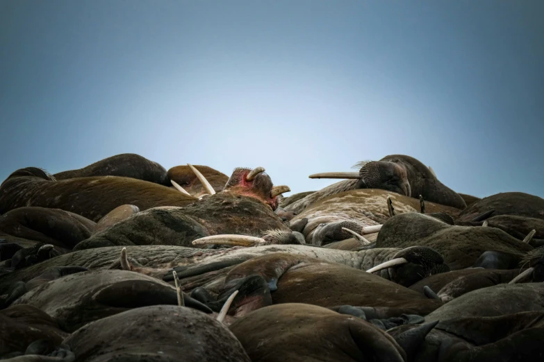 several animal heads sit on top of rocks