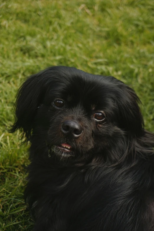 a black dog is laying in the grass