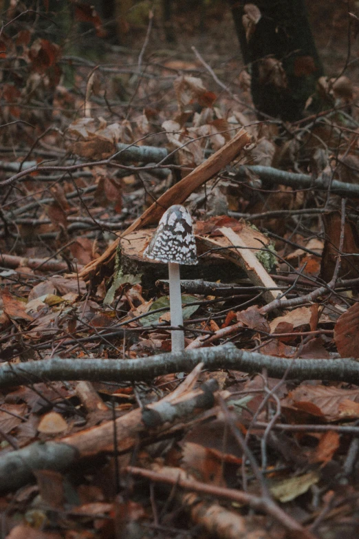 a small white object is on the ground in the woods