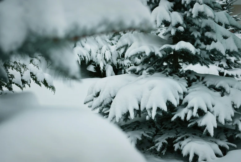 a snow covered pine tree on the ground