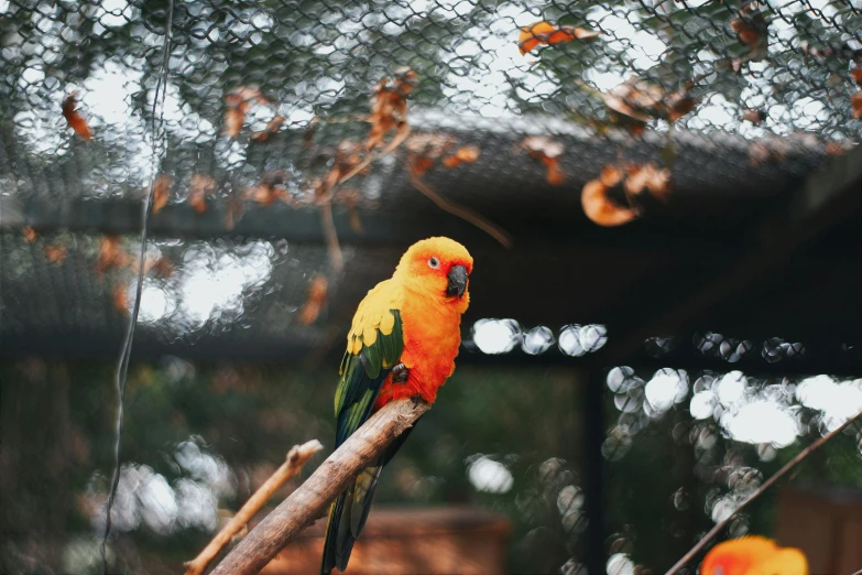 a multi - colored bird on the nches of a tree