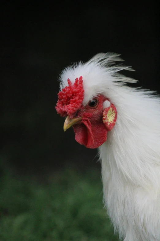 a close up po of a white rooster